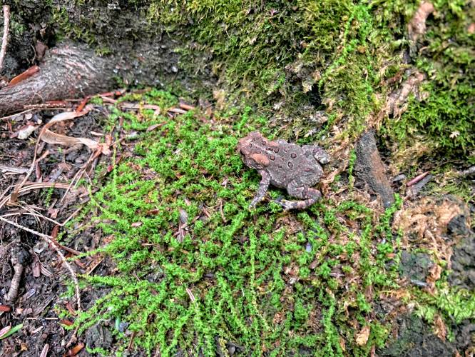 An American toad sits by a stone wall on the Ridge Trail.
