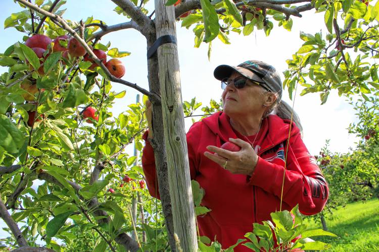 Kathy Sadowski picks a handful of apples.