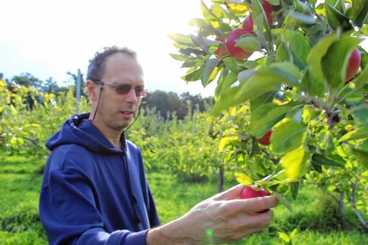 Chris Totaro picks apples on behalf of the St. Vincent de Paul Food Pantry.