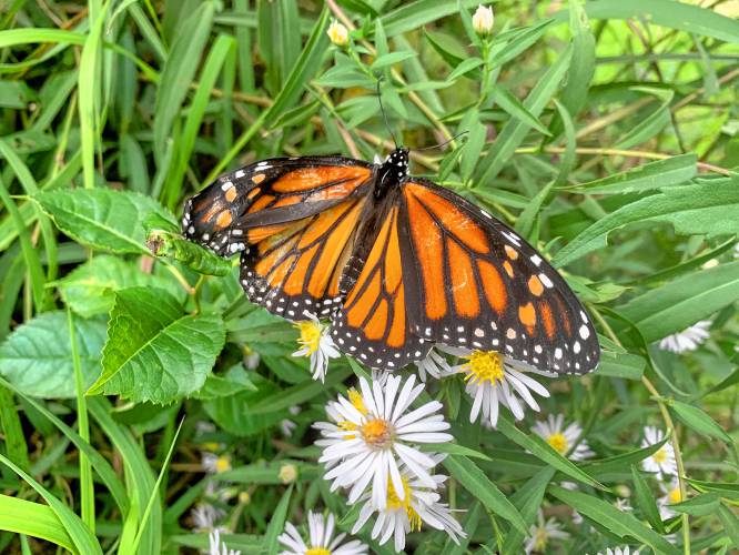 An endangered monarch butterfly with a damaged wing collects nectar at MacDowell Dam.